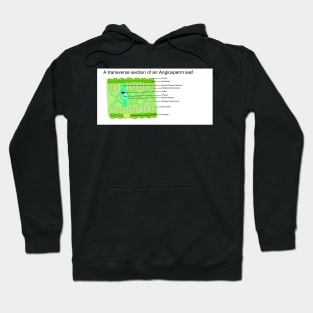 A transverse section of an Angiosperm leaf. Hoodie